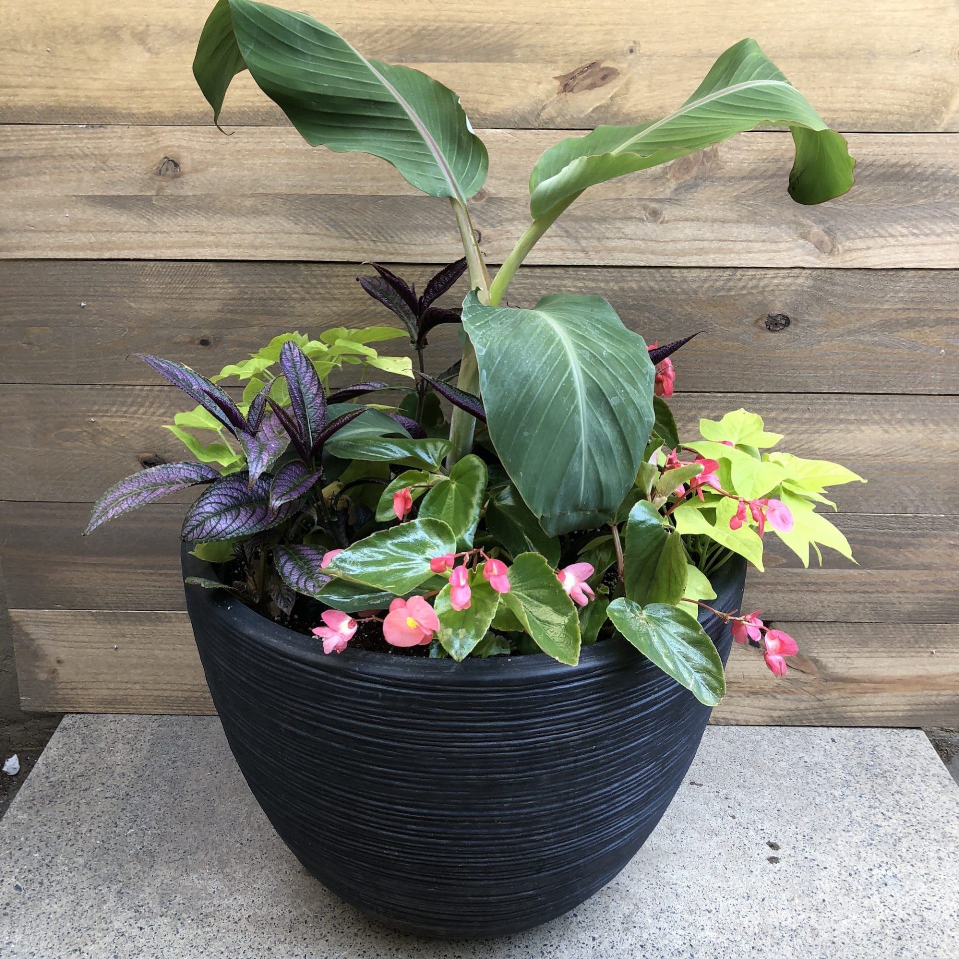 Growing Up BloomBox Plant Delivery in Lancaster County