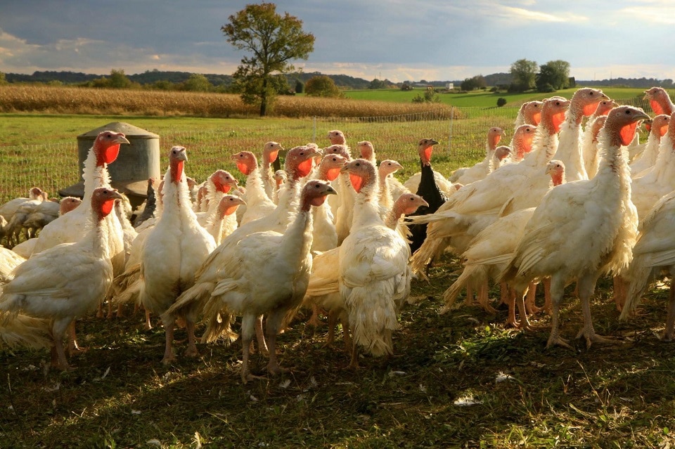 heritage turkey farms Pennsylvania területén