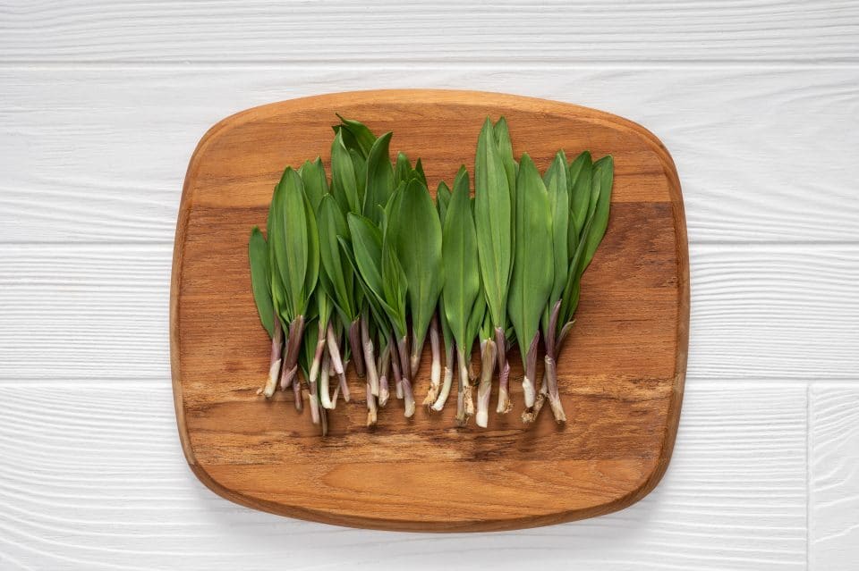 Foraged in Pennsylvania Ramps Wild Leeks Pennsylvania