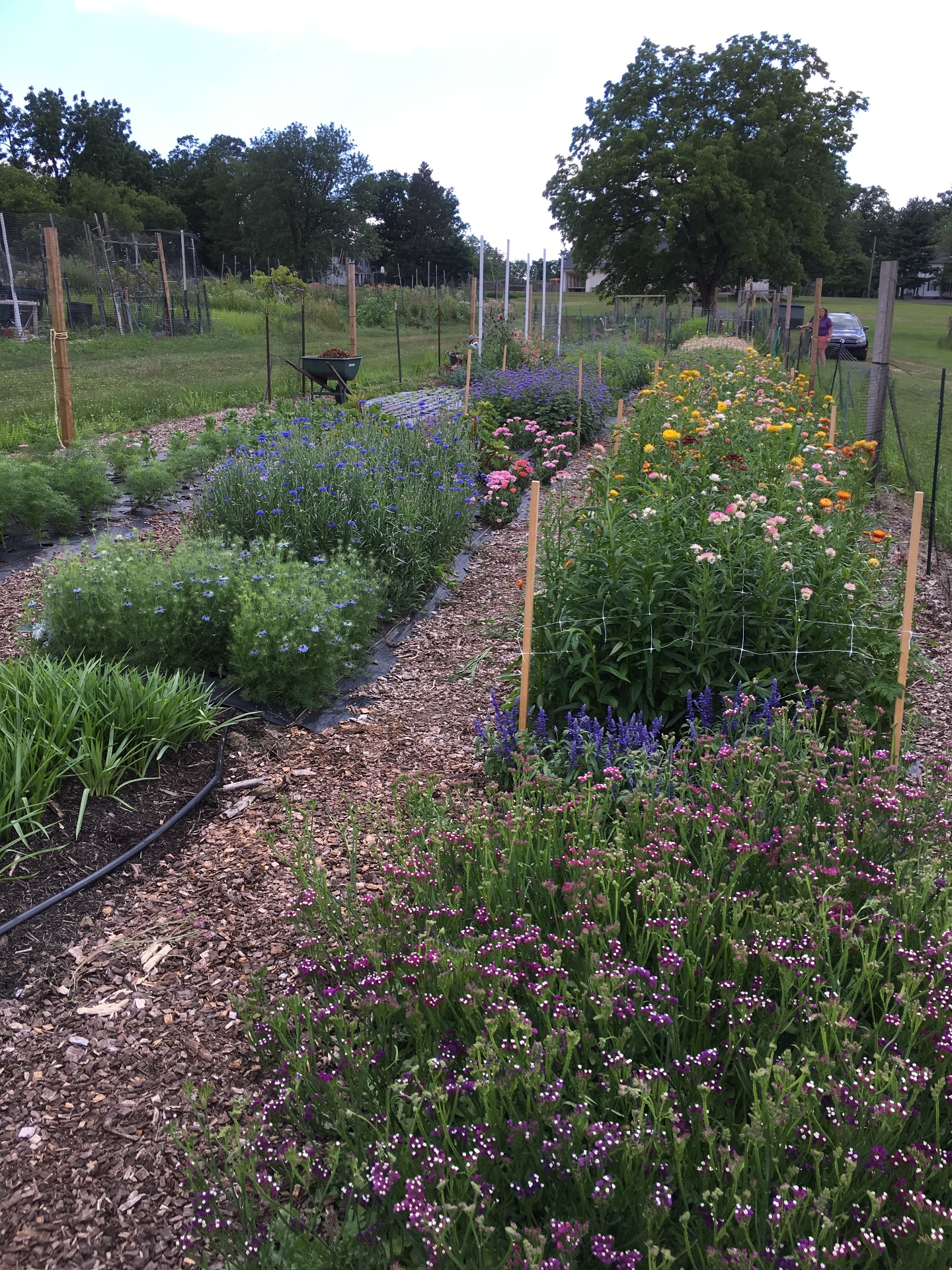 Cultivating Joy Flowers